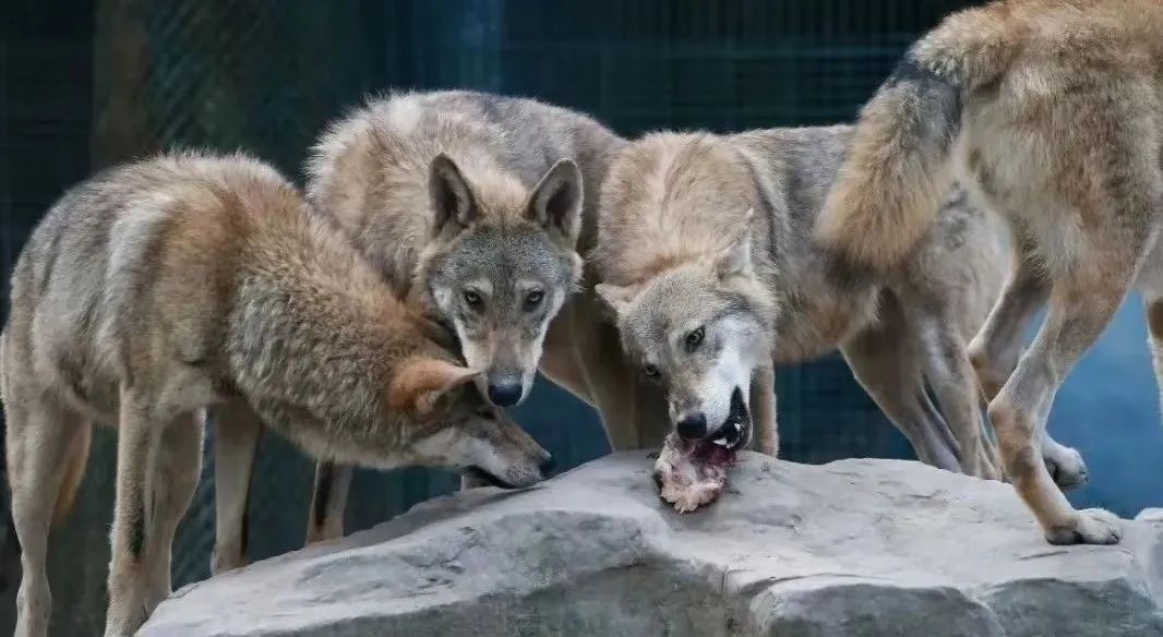 警員(河馬)動物園平替河馬警員(黑犀牛)動物園平替白犀牛路人(長頸鹿)