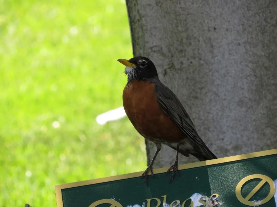 在混凝土城市裡不斷思念著那些動物時,我再次走進公園,想在有限的綠地