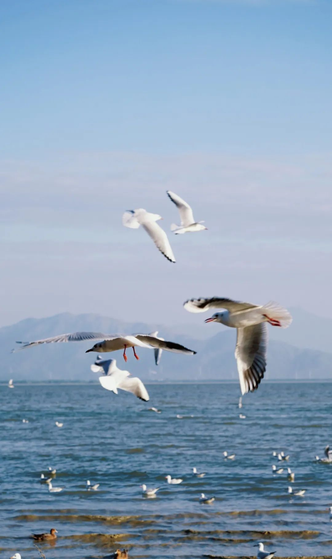 深圳湾鸟类图片及名称图片