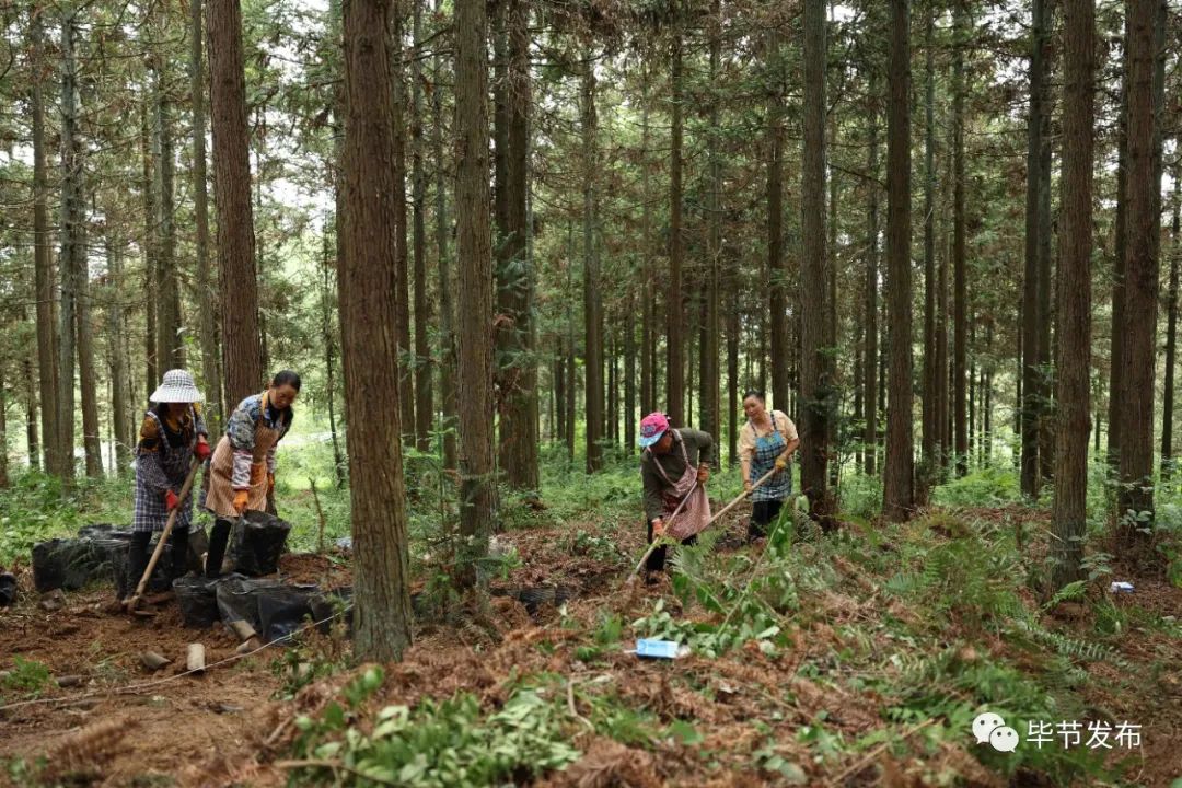 一大早,貴州凌之鋒生物科技有限公司董事長徐奎就帶領幾十個村民來到