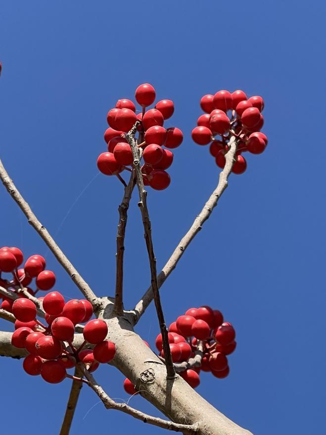 秤锤树无患子球果球果是由大孢子叶球发育而来的球状结构,由多数种鳞