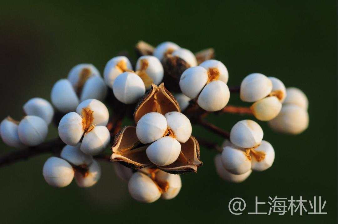 赤橙黃綠的彩葉之間,烏桕樹上好像掛滿了春夏秋冬