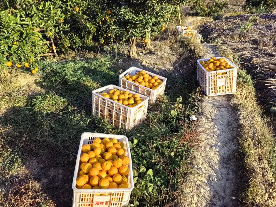 以供应市场需求果农们正在采摘柑橘在安化县龙凤家庭农场果园里圆润