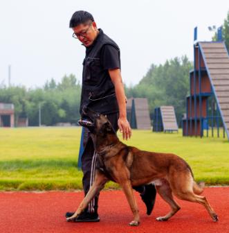 【鳶都警犬】治安巡邏犬