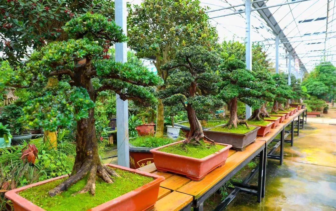 宿迁沭阳发放全国首笔"vep"花木生态价值贷