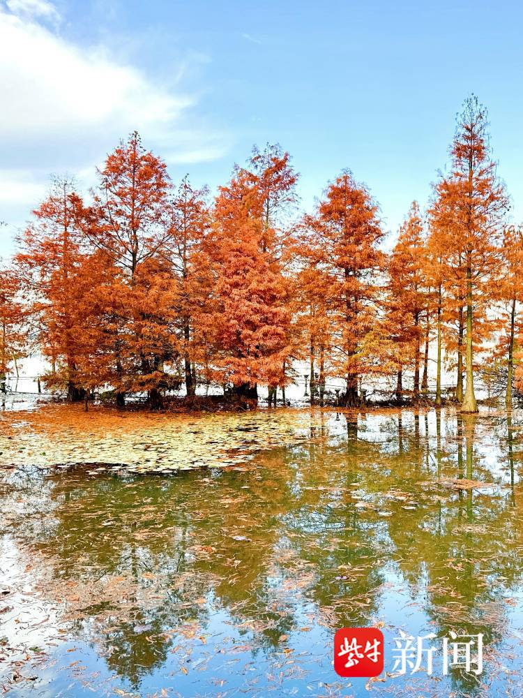 镇江金山湖:湖光"杉"色醉游人