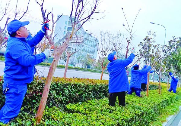 月亮湖路,鳳凰大道等綠化帶,遊園廣場內的紫薇,石榴等進行集中修剪