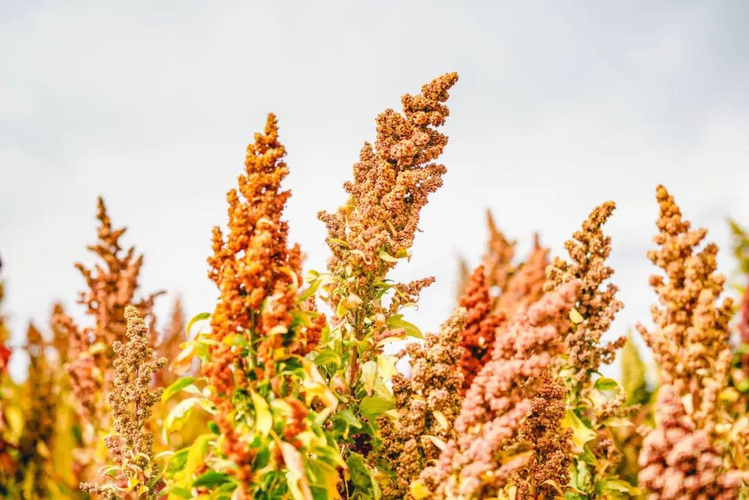 岁末有好"藜","麦"向新天地——沽源县藜麦及富硒产业发展大会在京