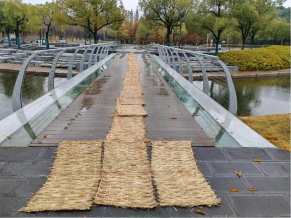 綠化養護對道路,遊園樹木進行刷白處理.