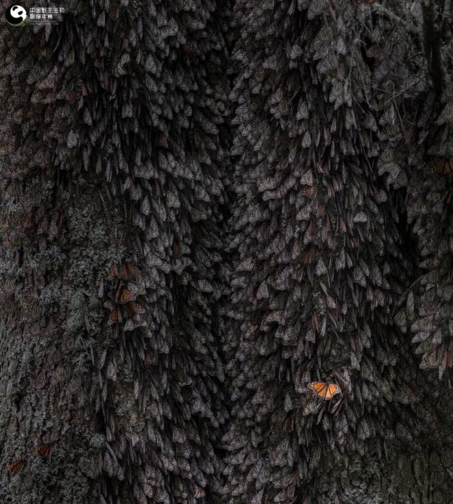 進來看些野東西