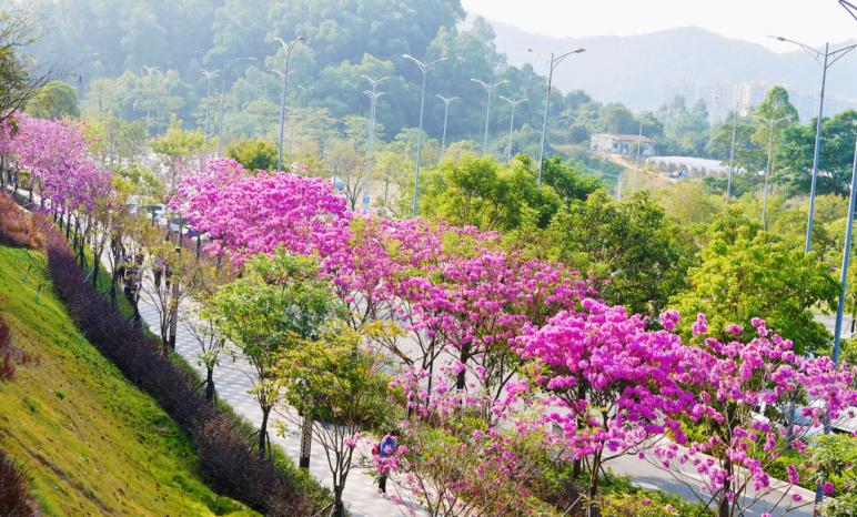 "江马"在即,蓬江这个公园的紫花风铃木已迫不及待灿然开放!