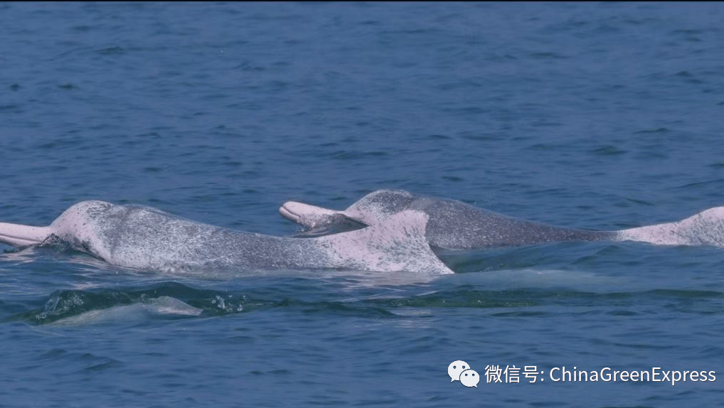 绿会志愿者与30多只中华白海豚不期而遇