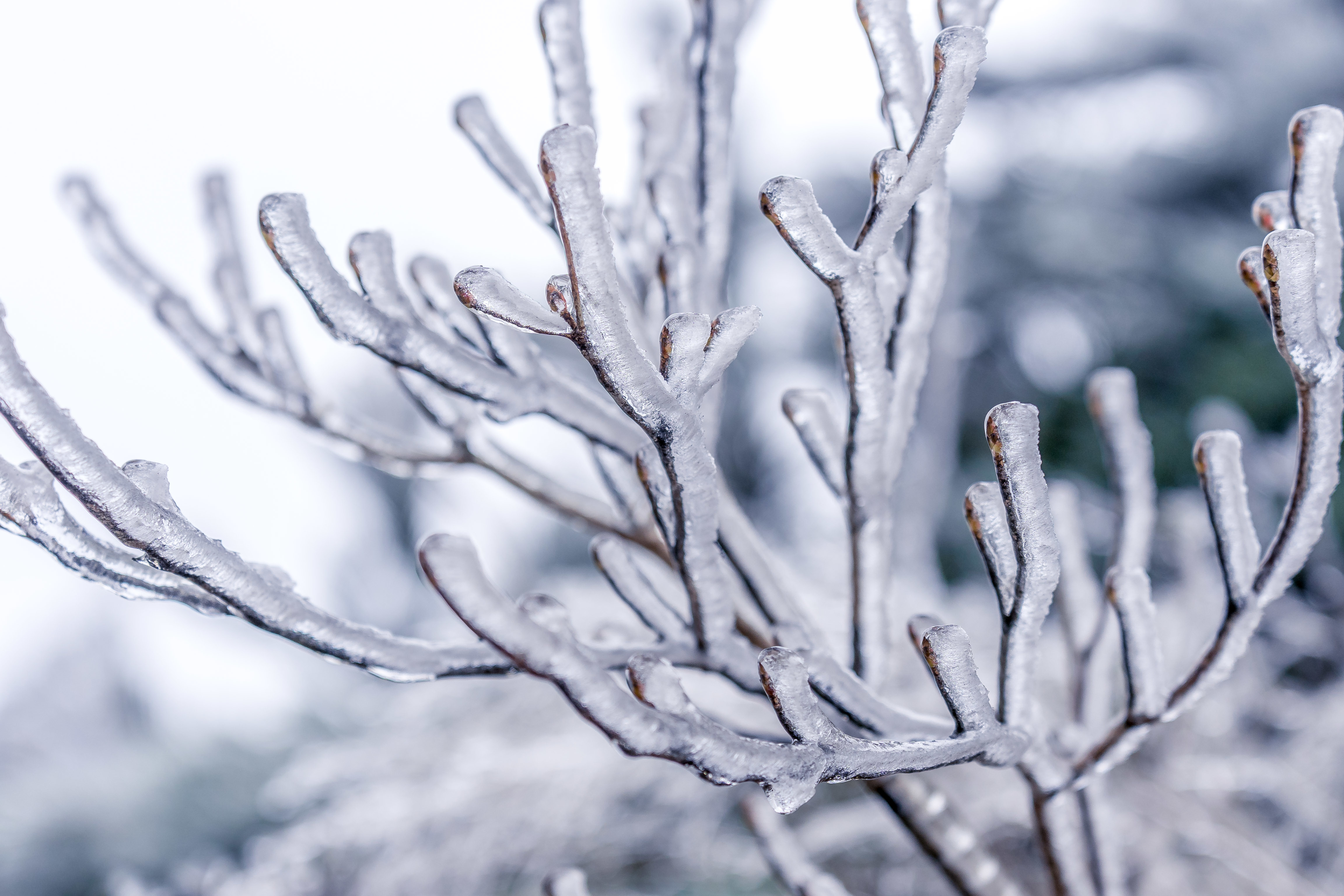 瑞安金鸡山雪景图片