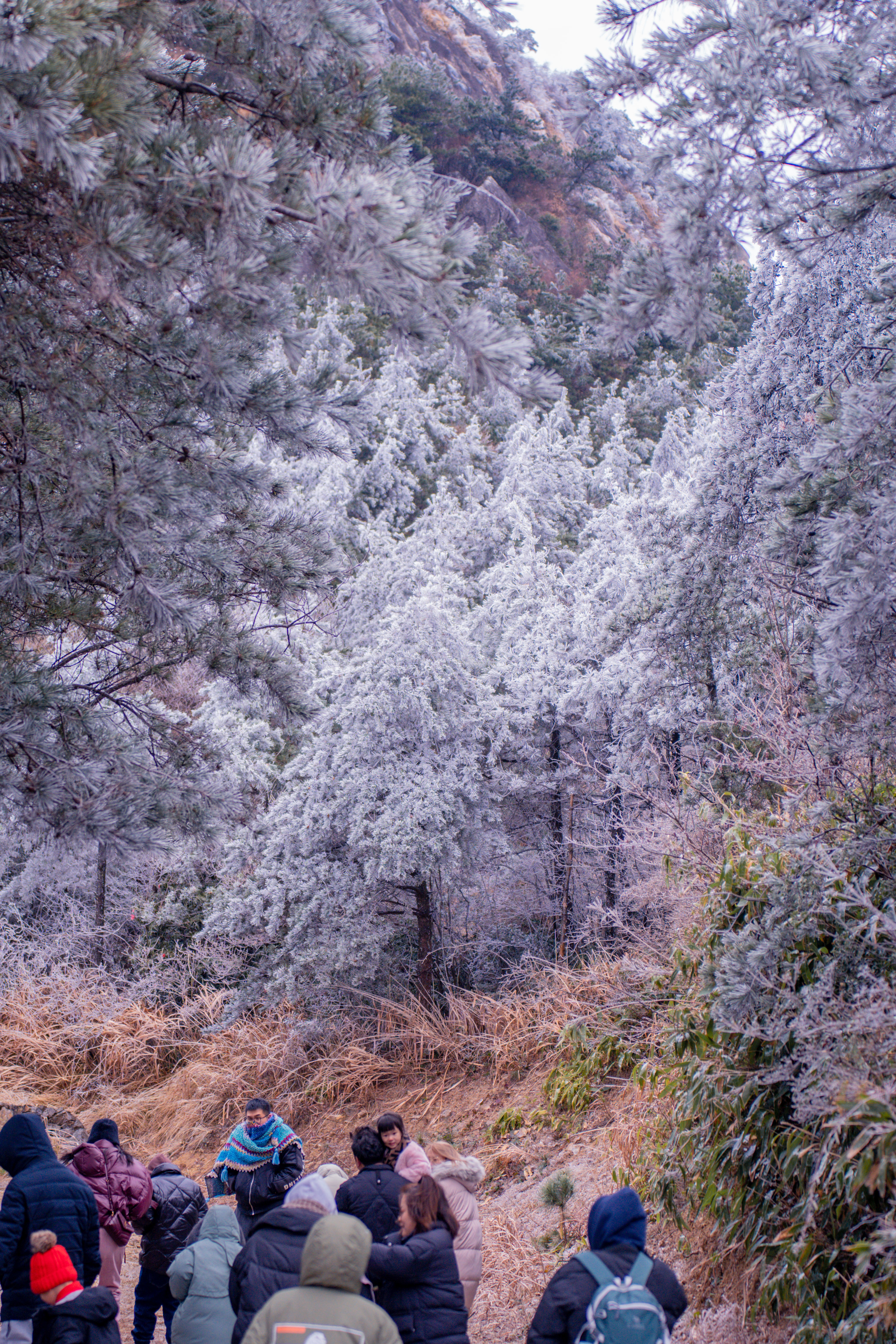 瑞安金鸡山雪景图片