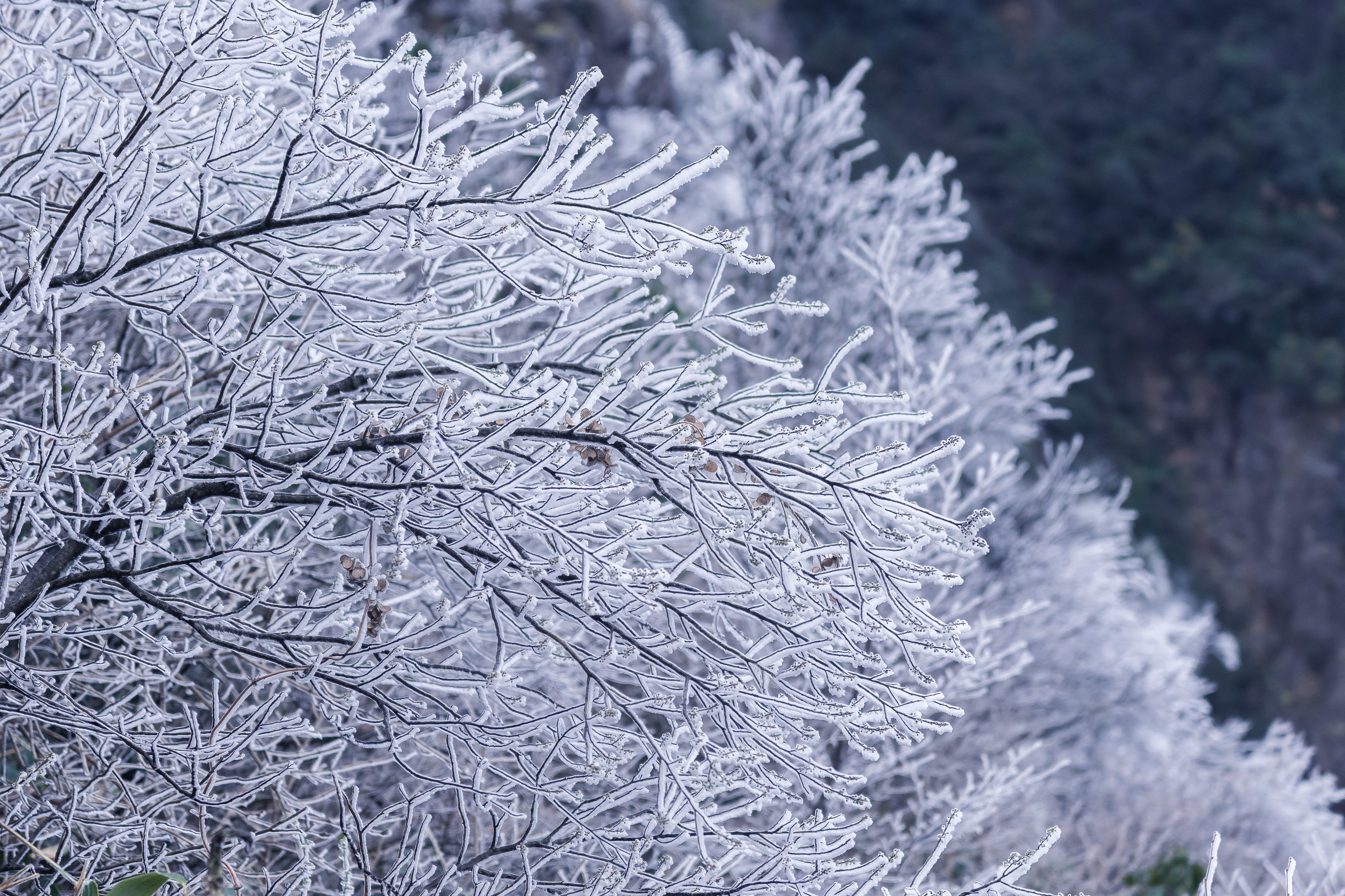 瑞安金鸡山雪景图片