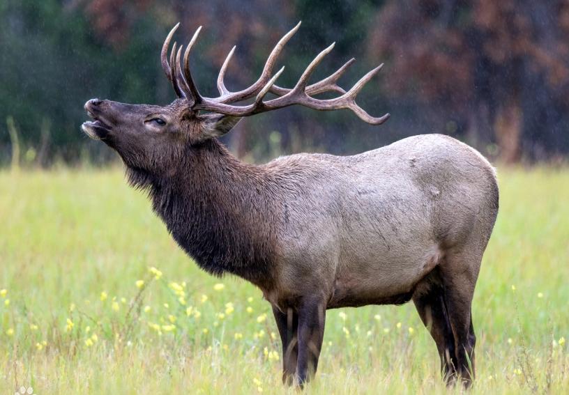 马?都不是,这是马鹿!