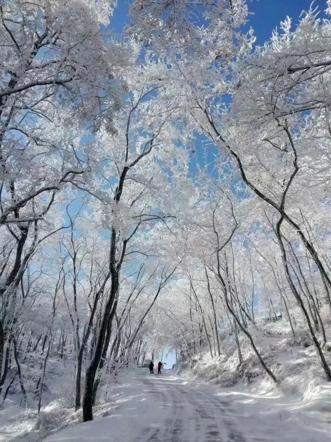 屏边大围山雪景图片