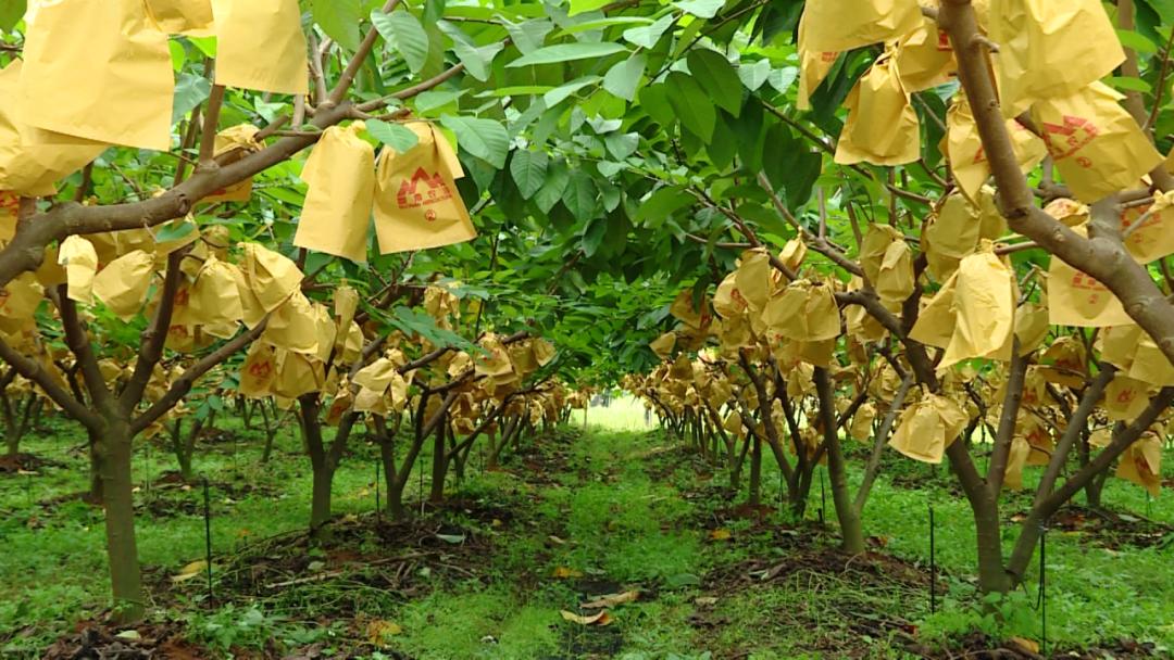 釋迦果種植基地去看看下面我們就到有著