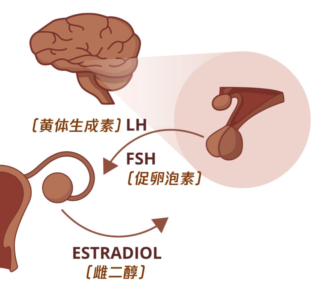 雄性激素和雌性激素图片