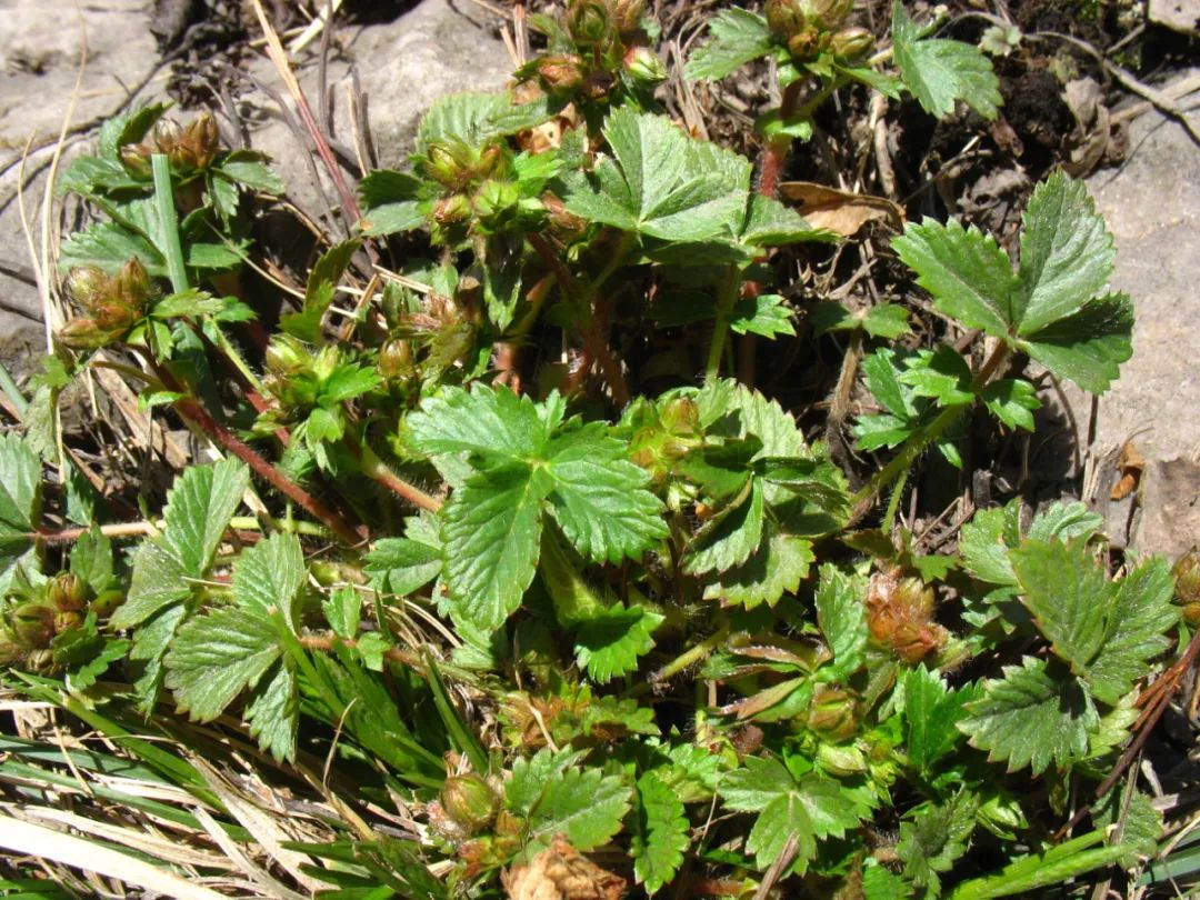 探秘!长白山植物千"种"风情~莓叶委陵菜