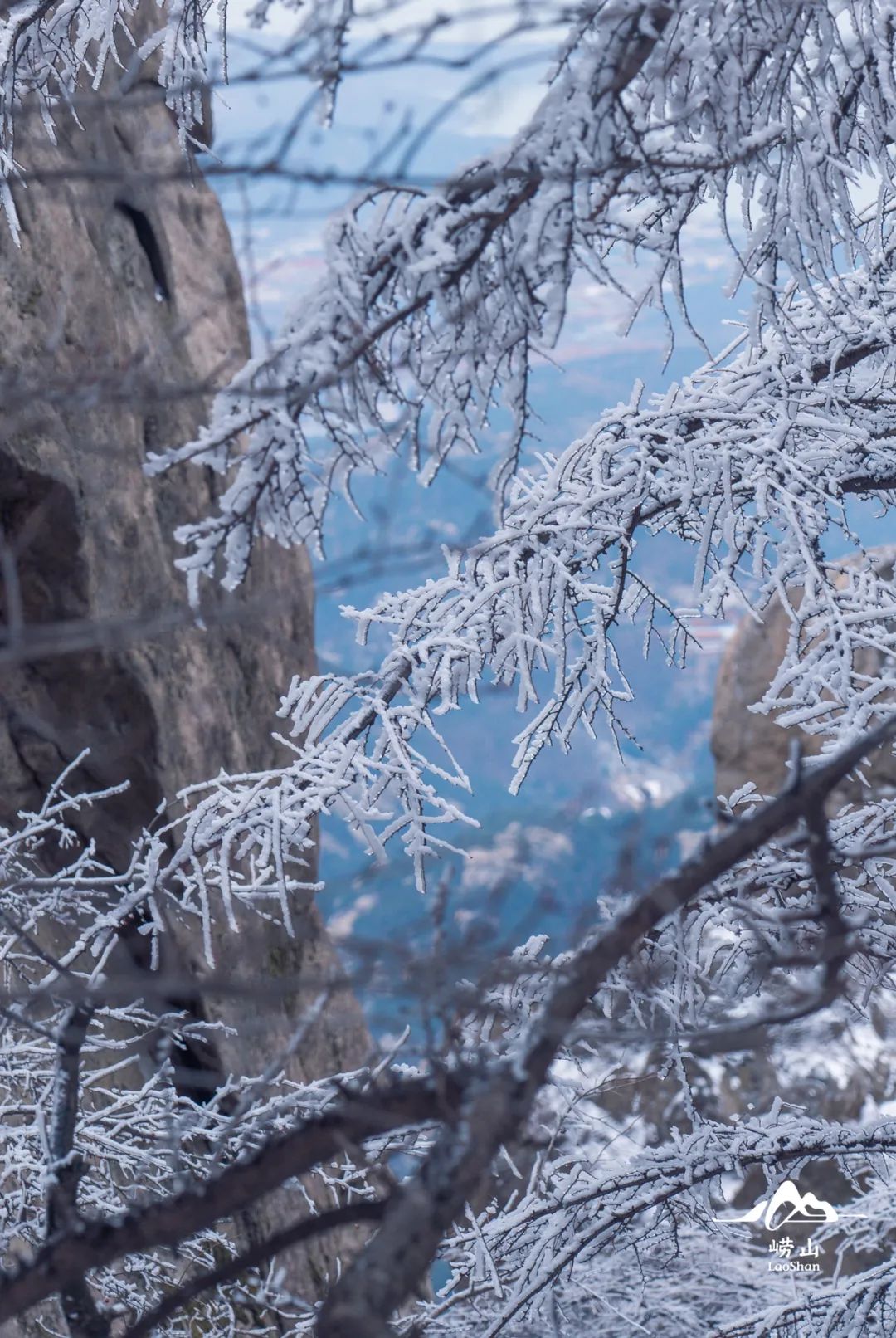 崂山耐冬降雪图片图片