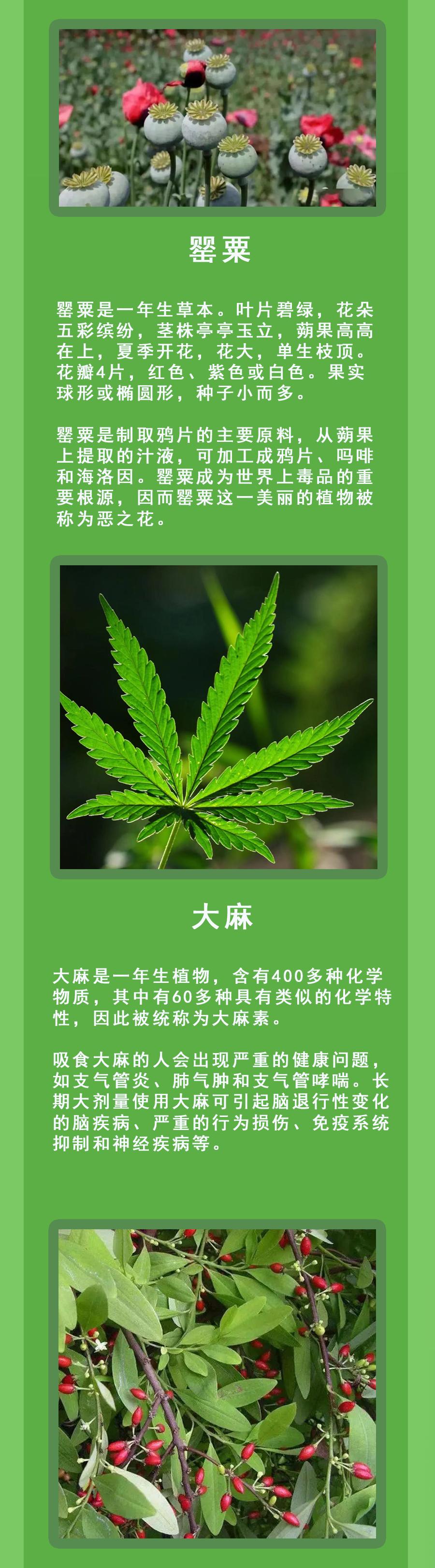 q1警方提示危害:罌粟是製取鴉片的主要原料,從蒴果上提取的汁液,可