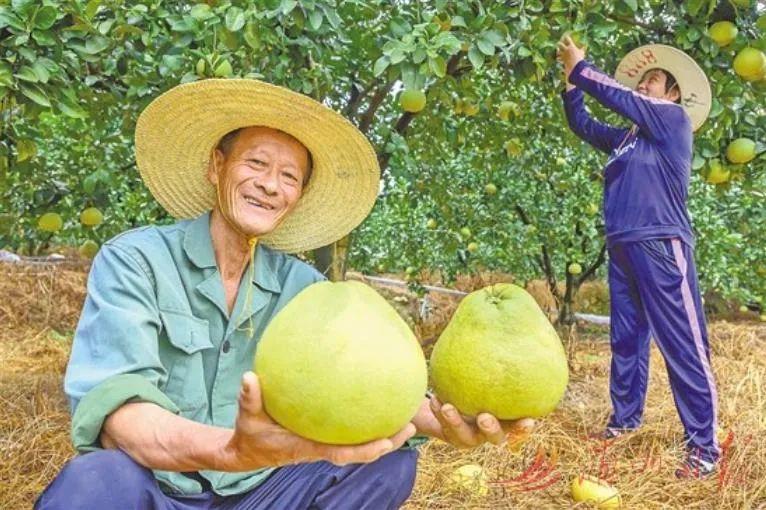 福建熱土捧出地標級金果子