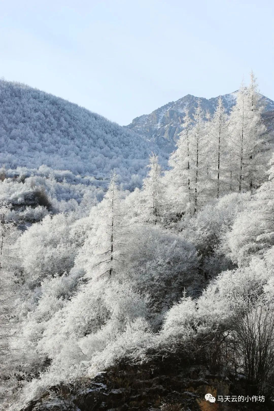 漳县分水岭雾凇