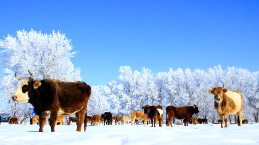 冬至 | 李娟：新疆的冬天