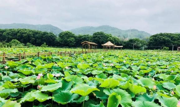 定南县九曲旅游度假村*10.全南县雅溪古村*9.龙南市玫花渡*8.