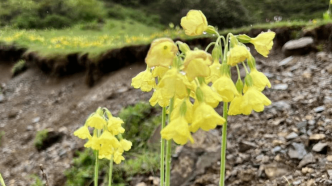 钟花报春｜西藏生物多样性科普