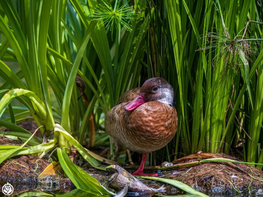 新加坡飛禽公園:看似鳥語林,內核大不同_澎湃號·湃