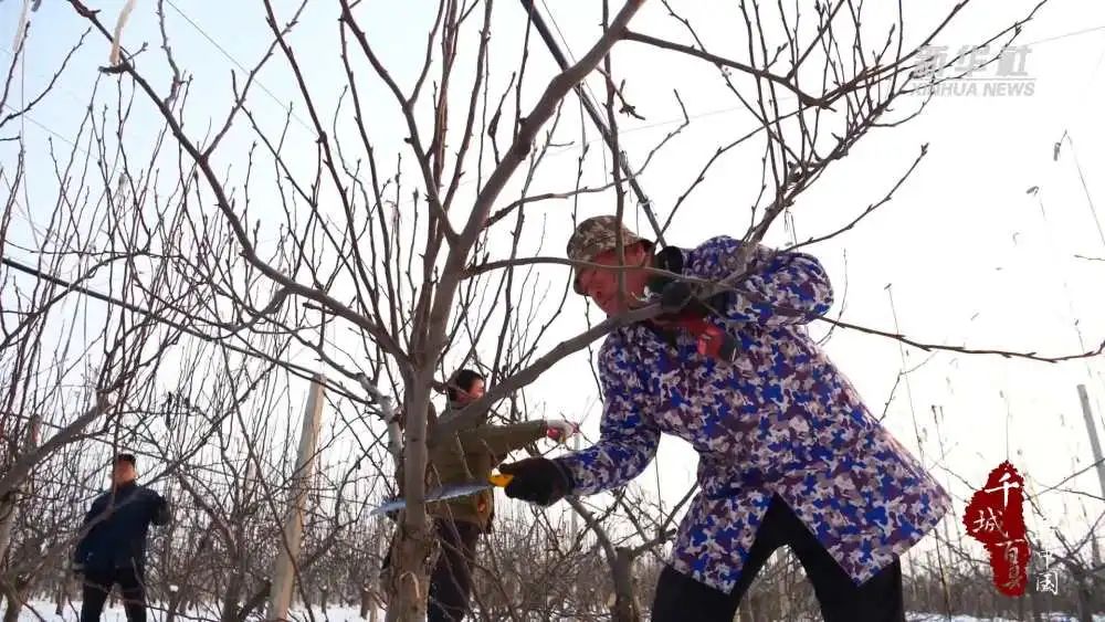 千城百縣看中國|河北寧晉:梨樹忙冬剪 來年保豐產_澎湃號·政務_澎湃