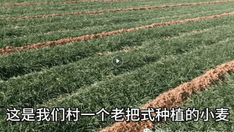 王延静：分析小麦晚播种的意义