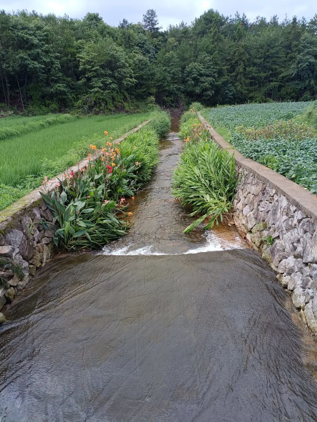 至2023年底,文成县共完成8条生态沟渠建设,总长度8