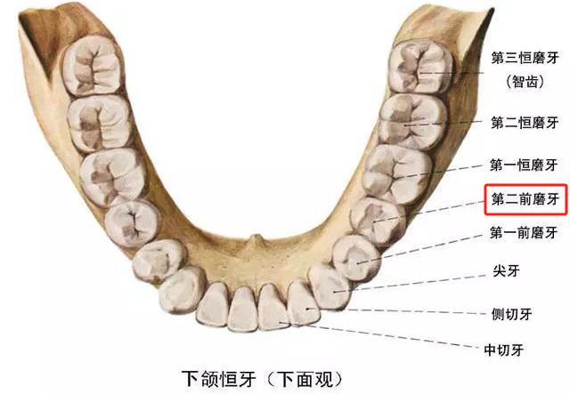 我打開手機手電筒檢查了一下,疼的是他左下第二前磨牙,也就是第5號牙