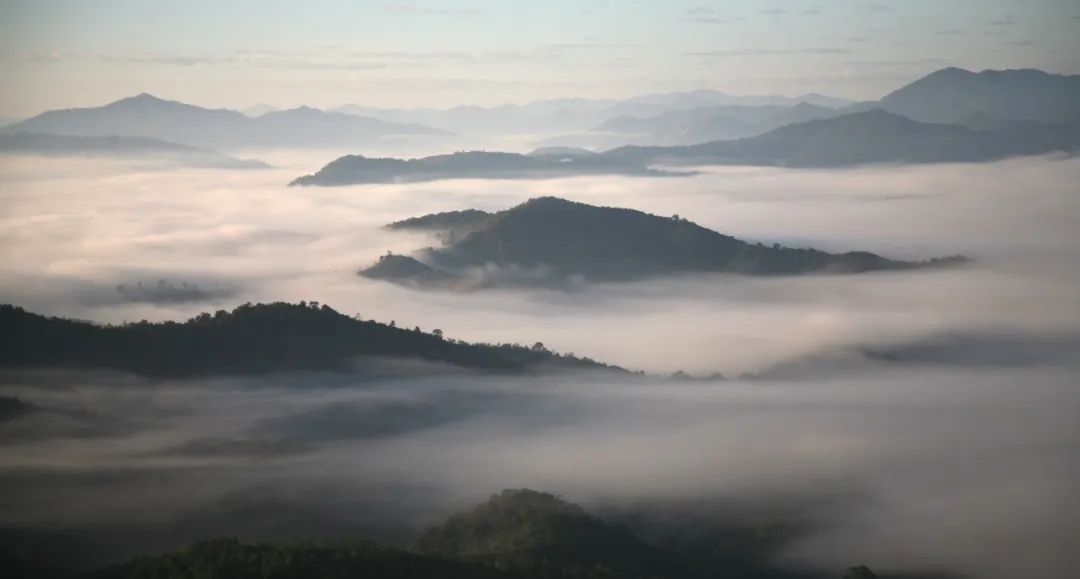 year观云海,品美食以曼妙樱花景为依托,集摄影打卡区,文创销售,景迈山
