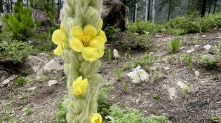 【西藏生物多样性科普】毛蕊花