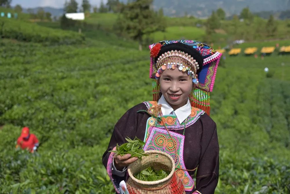 全国各地茶商共聚普安“抢”春茶！品尝来自春天的第一缕茶味~ 第2张