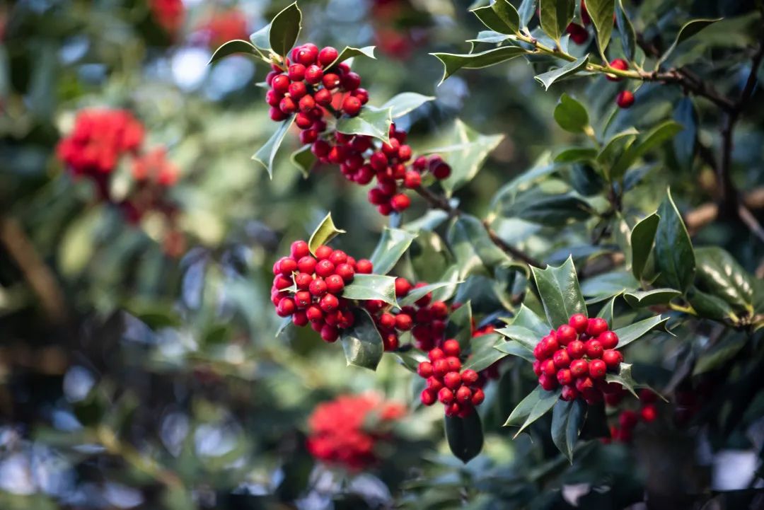 新年将至,一起来上海植物园寻找冬日里的当"红"明星_澎湃号·政务