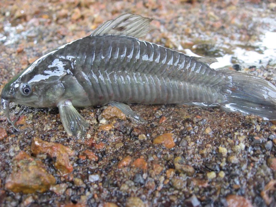 谁说沙漠里没有鱼?这里就有,鱼甚至还会爬行去找水