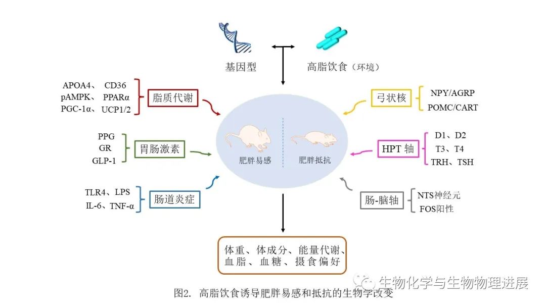 前沿科普肥胖易感or肥胖抵抗