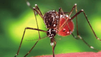 生产蚊子，是2024年最值得关注的事之一？
