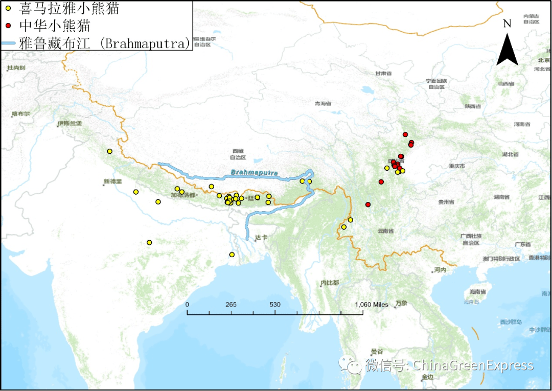 中華小熊貓和喜馬拉雅小熊貓分別分佈在雅魯藏布江兩側,然而中國境內