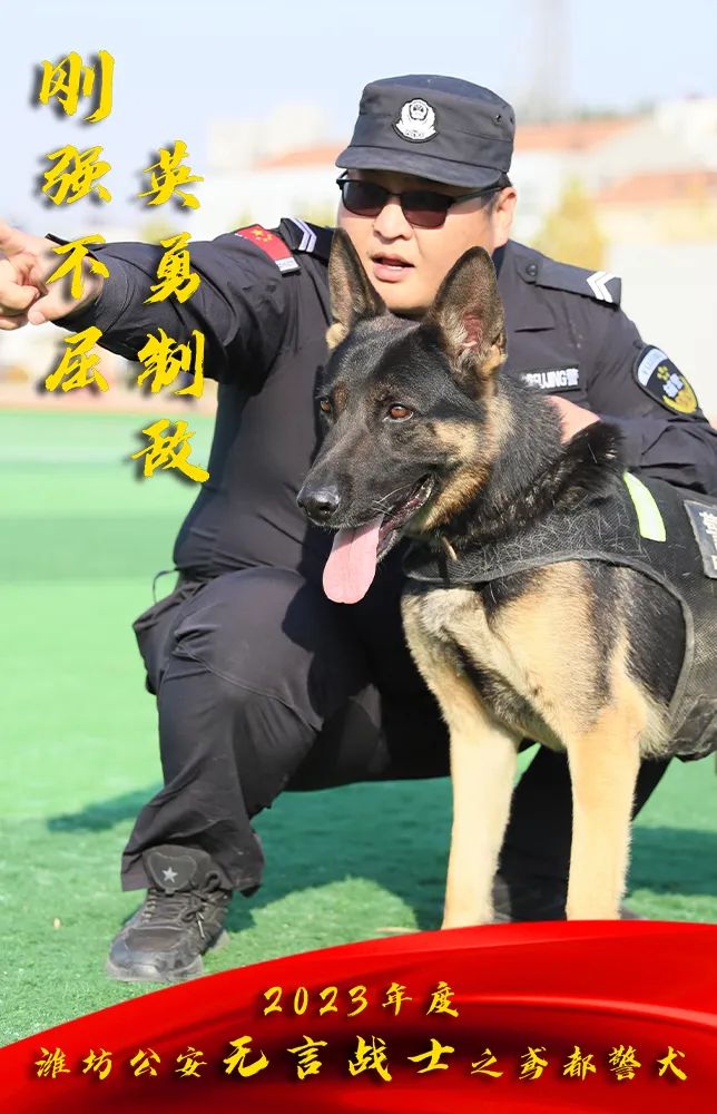 中国警犬品种图片