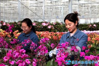 寒冬花香遠客來_澎湃號·政務_澎湃新聞-the paper