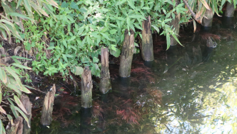 英国生物多样性净增益（BNG）新政下的萨默塞特湿地：开发商施工计划承诺将促进生物多样性保护