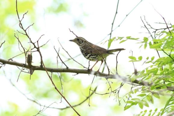 白洋淀野生鳥類 6_澎湃號·政務_澎湃新聞-the paper