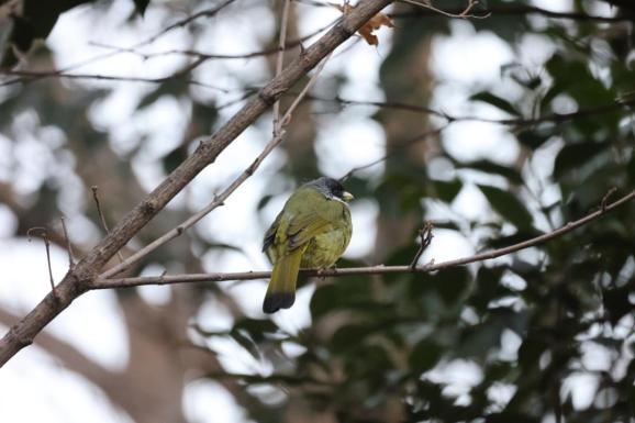 白洋淀野生鳥類 6_澎湃號·政務_澎湃新聞-the paper