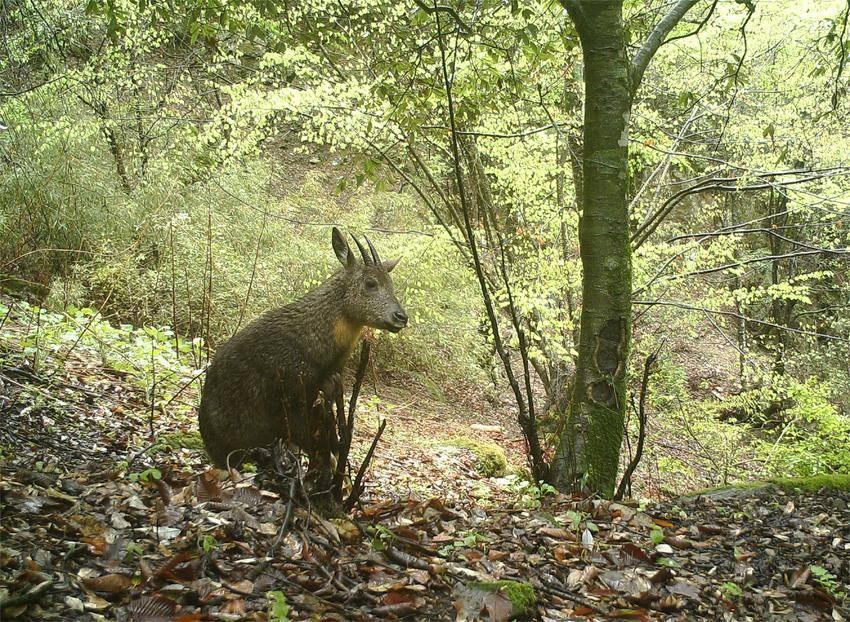 神農架入選首批陸生野生動物重要棲息地名錄_澎湃號·政務_澎湃新聞